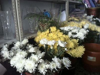 清明时节花寄情 菊花百合成泰安市民缅怀先人首选