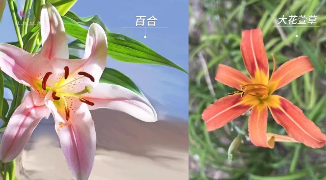 萱草 中国的“母亲花”，承载千年温情与科技魅力