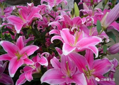 灯塔第二届赏花节1月6日开启 畅游兰庭，乐享冰雪盛宴