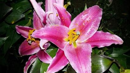 金秋重阳养生指南 玉米、猪肉与百合的饮食智慧