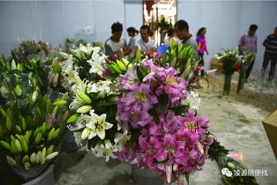 百合随想 科技时代的清雅诗行