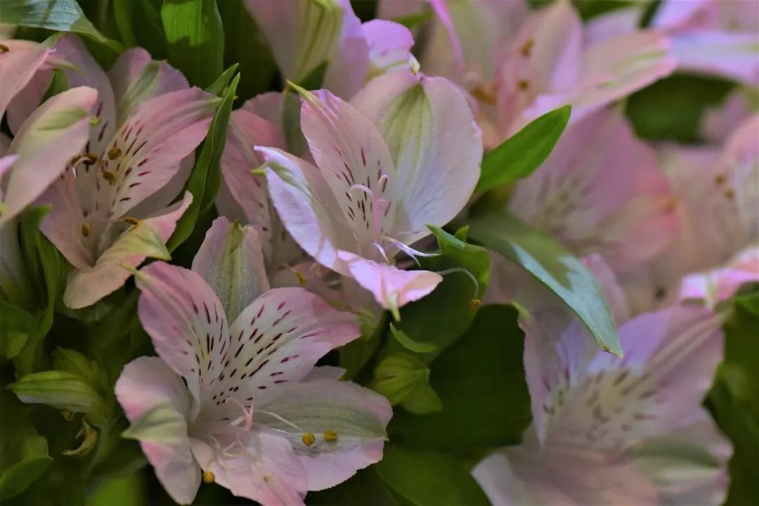 美丽却剧毒！秋日赏花，请警惕这朵“科技百合”